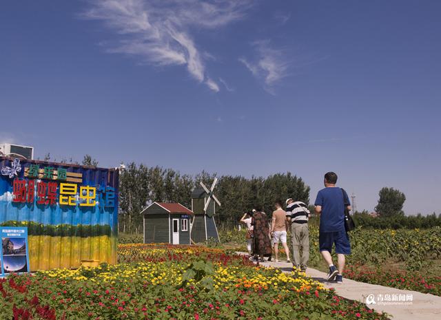 高清:摘果蔬品美食 来胶州洋河体验农家慢生活 高清:摘果蔬品美食 来胶州洋河体验农家慢生活