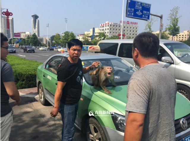 马戏团猴子大闹出租车 抢夺方向盘险酿事故 马戏团猴子大闹出租车 抢夺方向盘险酿事故