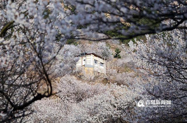 小夫妻隐居崂山被拍成纪录片 入围国际电影节