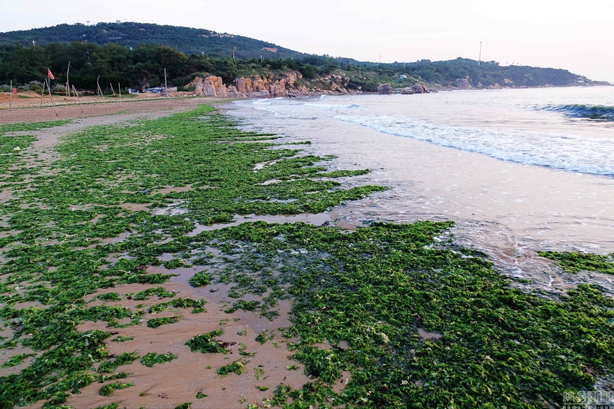 青岛大量石莼涌上海岸 海滩成&apos;绿毯&apos;