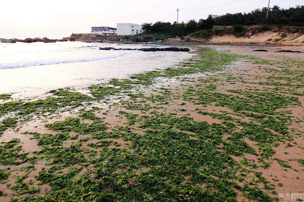 青岛大量石莼涌上海岸 海滩成&apos;绿毯&apos;