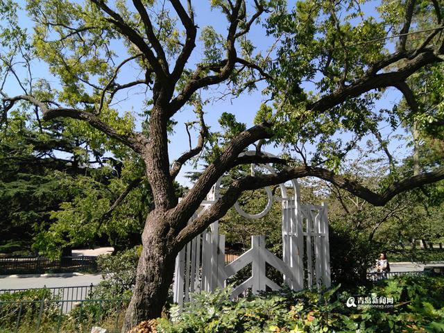 揭秘会前村 始于明代曾被称为中山公园之根