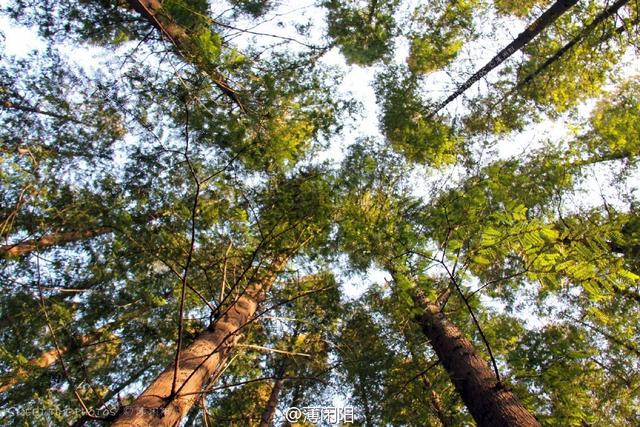 组图：八大关最美的季节来了 梧桐悄然换装秋意浓