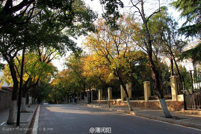 组图：八大关最美的季节来了 梧桐悄然换装秋意浓