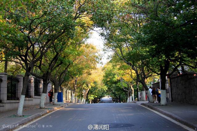 组图：八大关最美的季节来了 梧桐悄然换装秋意浓