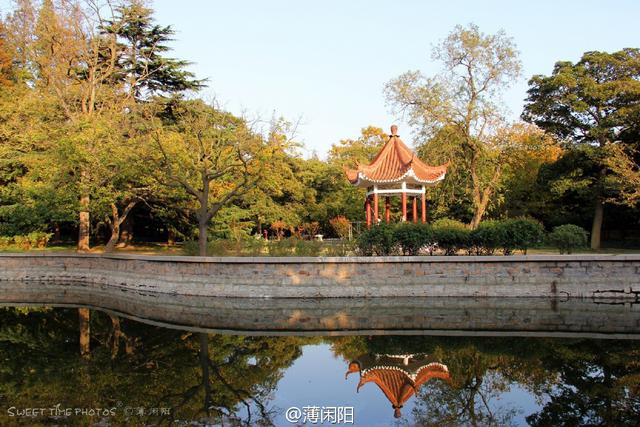 组图：八大关最美的季节来了 梧桐悄然换装秋意浓