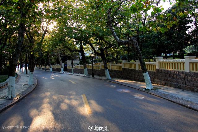 组图：八大关最美的季节来了 梧桐悄然换装秋意浓