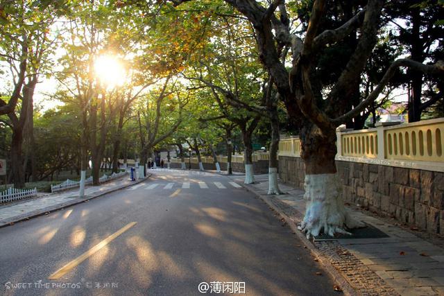 组图：八大关最美的季节来了 梧桐悄然换装秋意浓