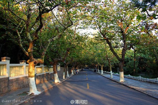 组图：八大关最美的季节来了 梧桐悄然换装秋意浓