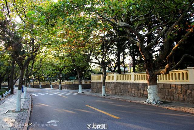 组图：八大关最美的季节来了 梧桐悄然换装秋意浓