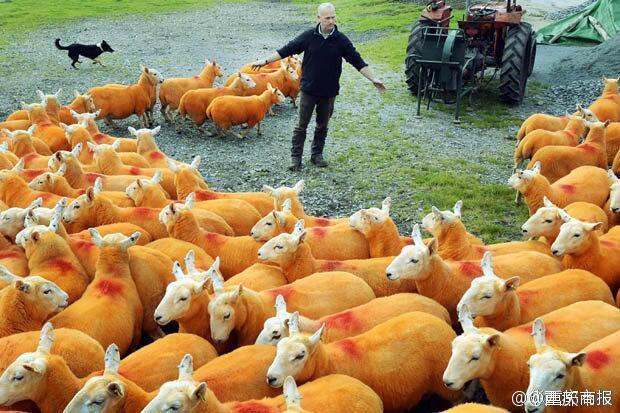 英国一男子为防止羊被盗 将800只羊喷成橙色