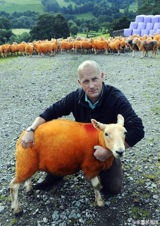 英国一男子为防止羊被盗 将800只羊喷成橙色