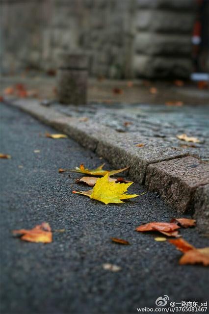 青岛秋意渐浓 烟雨蒙蒙叶落纷纷 青岛秋意渐浓 烟雨蒙蒙叶落纷纷