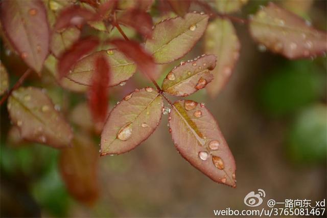 青岛秋意渐浓 烟雨蒙蒙叶落纷纷 青岛秋意渐浓 烟雨蒙蒙叶落纷纷