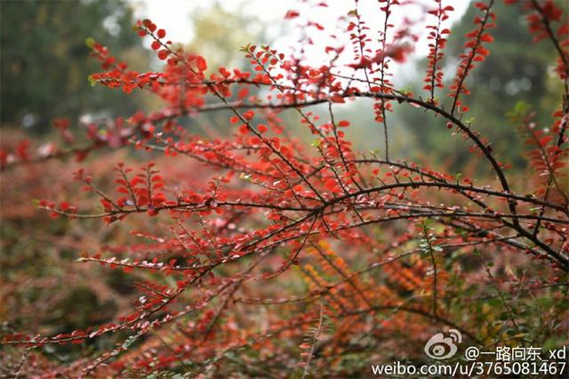 青岛秋意渐浓 烟雨蒙蒙叶落纷纷 青岛秋意渐浓 烟雨蒙蒙叶落纷纷