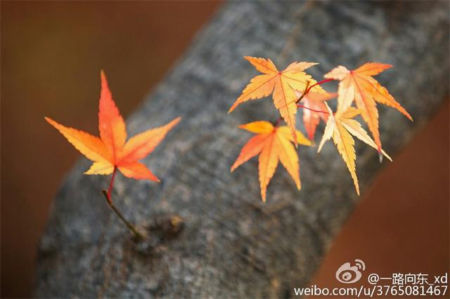 青岛秋意渐浓 烟雨蒙蒙叶落纷纷 青岛秋意渐浓 烟雨蒙蒙叶落纷纷