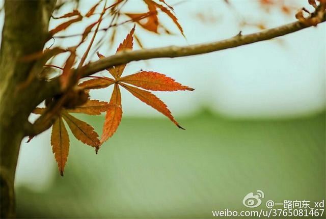 青岛秋意渐浓 烟雨蒙蒙叶落纷纷 青岛秋意渐浓 烟雨蒙蒙叶落纷纷