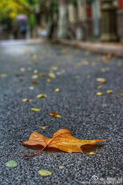 青岛秋意渐浓 烟雨蒙蒙叶落纷纷 青岛秋意渐浓 烟雨蒙蒙叶落纷纷