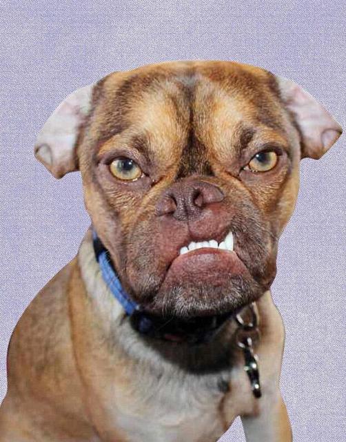 宠物狗因长相丑陋成网红 被称最不爽的狗(图)