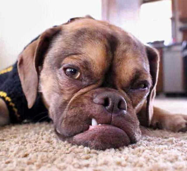 宠物狗因长相丑陋成网红 被称最不爽的狗(图)