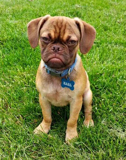 宠物狗因长相丑陋成网红 被称最不爽的狗(图)