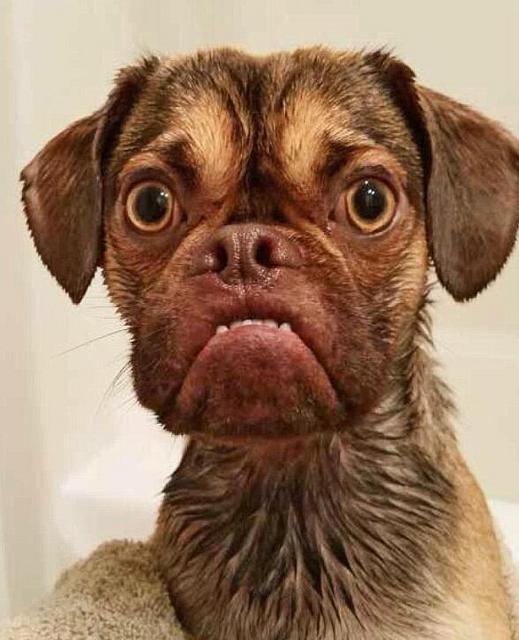 宠物狗因长相丑陋成网红 被称最不爽的狗(图)