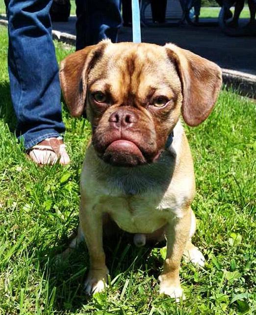 宠物狗因长相丑陋成网红 被称最不爽的狗(图)