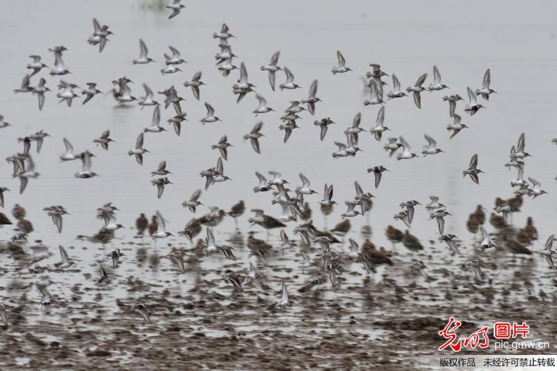 罕见北极候鸟大批迁徙过境胶州湾 场面壮观