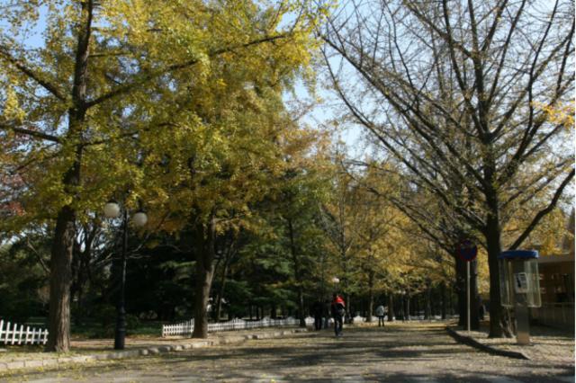 秋日胜春朝 十一假期来青岛看这7大类彩叶树