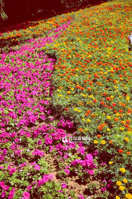 高清:邂逅秋天的世博园 斑斓色彩染透山谷 高清:邂逅秋天的世博园 斑斓色彩染透山谷