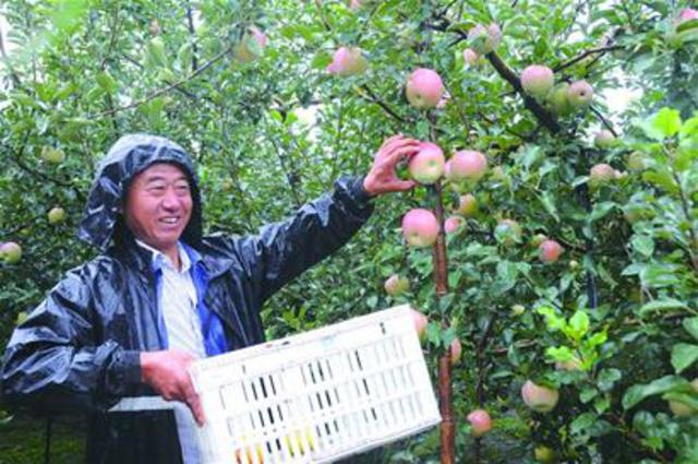 大雨一浇 庄稼喝“恣”了