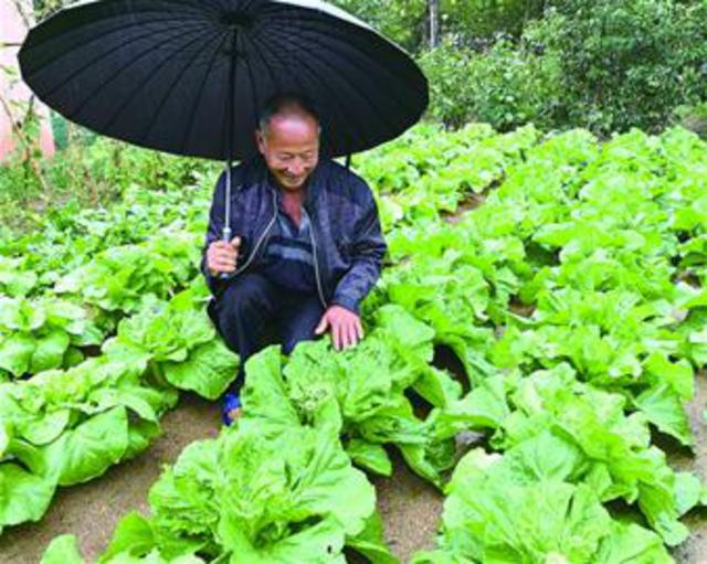 大雨一浇 庄稼喝“恣”了