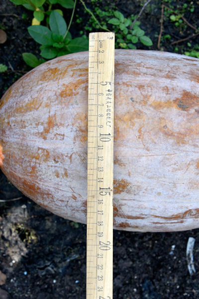 四川农民种出“超级”大南瓜 长约1米重达40斤