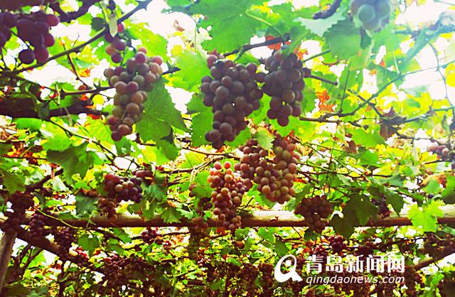 【美丽乡村】城阳宫家村：葡萄架下的闲暇生活