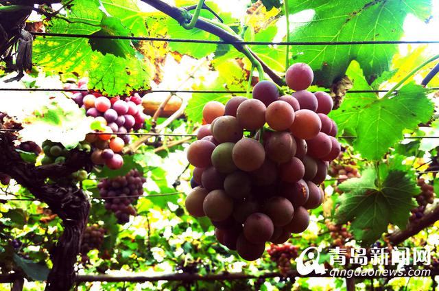 【美丽乡村】城阳宫家村：葡萄架下的闲暇生活