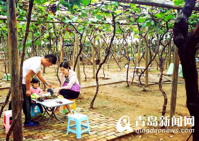 【美丽乡村】城阳宫家村：葡萄架下的闲暇生活
