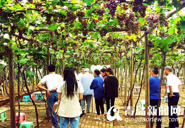 【美丽乡村】城阳宫家村：葡萄架下的闲暇生活