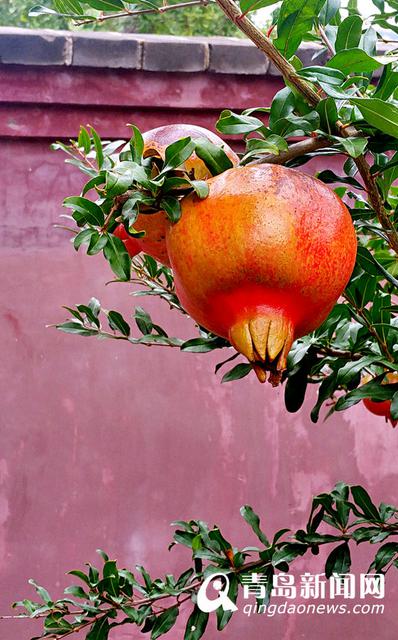 【美丽乡村】城阳宫家村：葡萄架下的闲暇生活