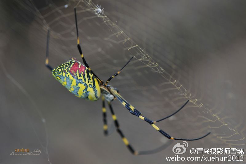 脸谱蜘蛛图片