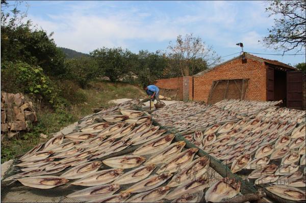 即墨晒鱼村年产干鱼260万斤 房前屋顶到处是鱼