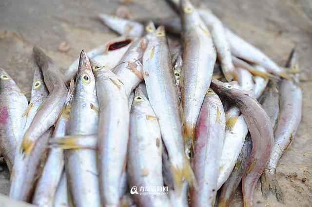 高清：沙子口鱼港小杂鱼丰收 本地美食家最爱