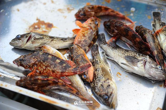 高清：沙子口鱼港小杂鱼丰收 本地美食家最爱