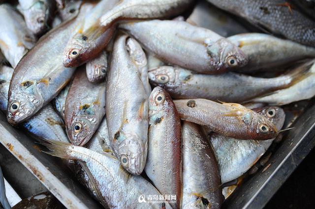 高清：沙子口鱼港小杂鱼丰收 本地美食家最爱
