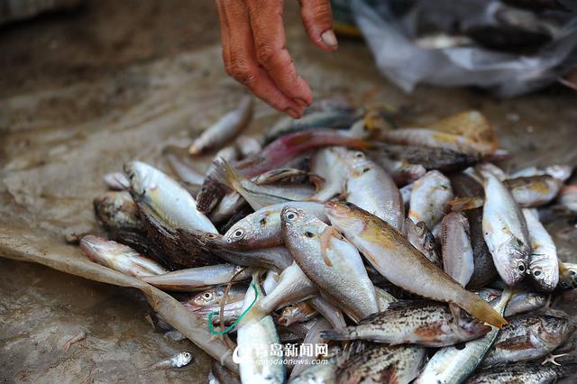 高清：沙子口鱼港小杂鱼丰收 本地美食家最爱