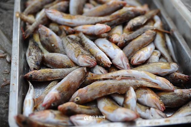 高清：沙子口鱼港小杂鱼丰收 本地美食家最爱