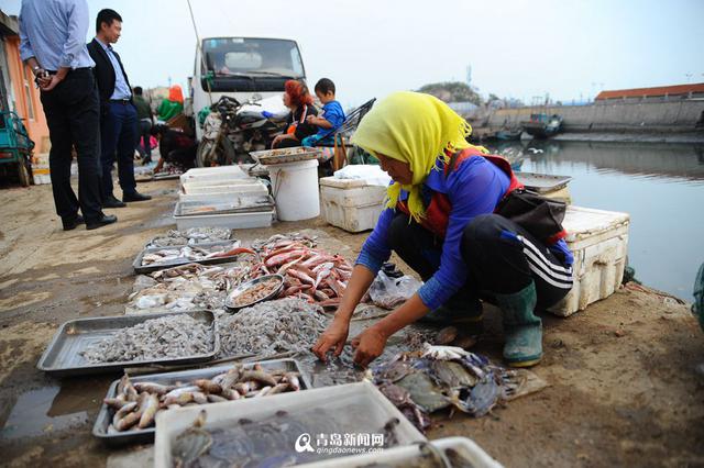 高清：沙子口鱼港小杂鱼丰收 本地美食家最爱