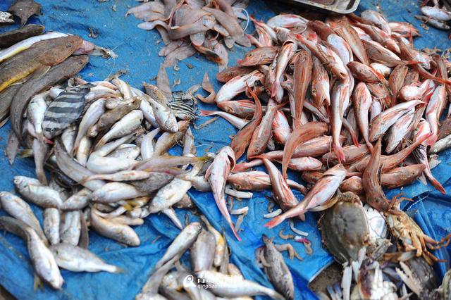高清：沙子口鱼港小杂鱼丰收 本地美食家最爱