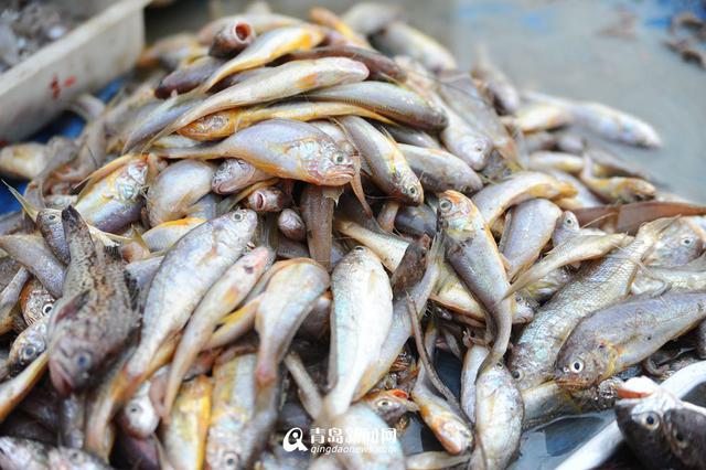 高清：沙子口鱼港小杂鱼丰收 本地美食家最爱