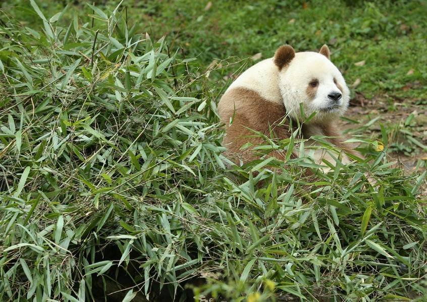 全球现存唯一棕色大熊猫：每天吃40公斤竹子