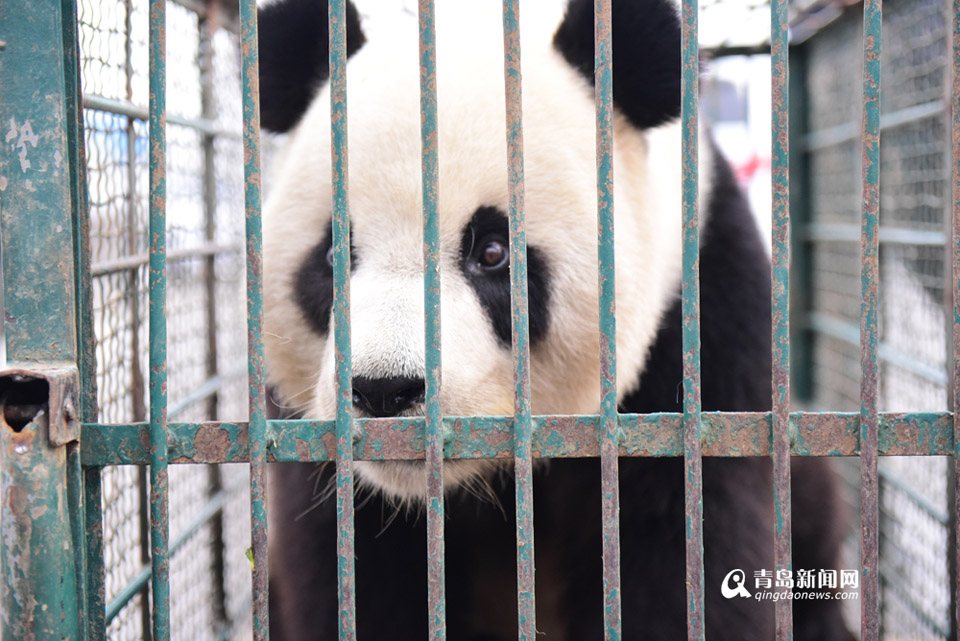 组图:两只大熊猫来青坐飞机回家 专享有氧货舱